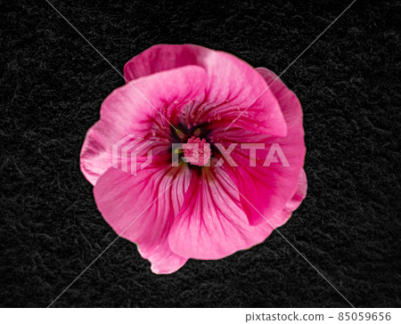 Studio shot of flower on black background. Closeup. 85059656
