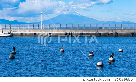 View of Mt. Fuji from Katase Fishing Port on Enoshima (Fujisawa City, Kanagawa Prefecture) 85059690