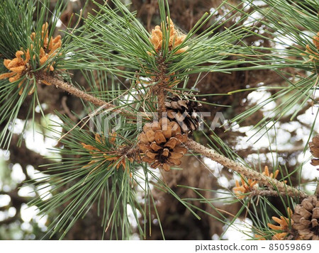 Pine cones and pine pollen 85059869
