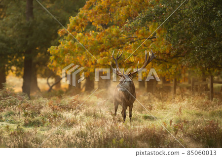 Red deer stag on an early autumn morning 85060013