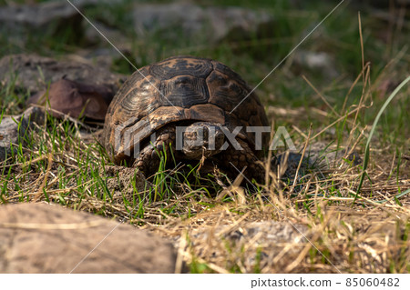 greek tortoise Testudo graeca in the wild greek tortoise Testudo graeca in the wild 85060482