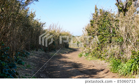 Ridge road to the clear Jogashima (Miura Peninsula) and Umiu Observatory (Uma-no-seidomon) Ridge road to the clear Jogashima (Miura Peninsula) and Umiu Observatory (Uma-no-seidomon) 85060715
