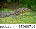 monitor lizard in the park.  85060719