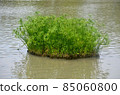 Weeds float in the water.  85060800