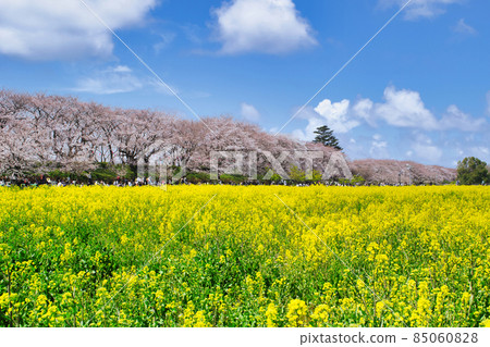 Satte Gongendo Tsutsumi, Saitama Prefecture, Senbonzakura and rape field Satte Gongendo Tsutsumi, Saitama Prefecture, Senbonzakura and rape field 85060828