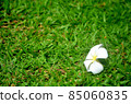 White flowers are on the grass.  85060835