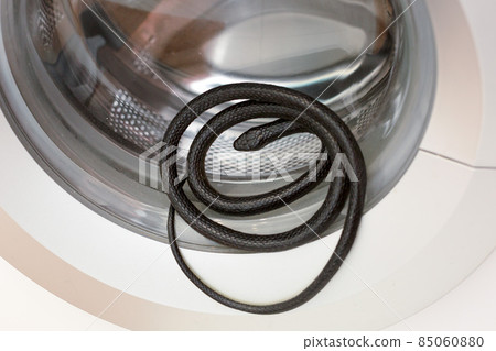 Black poisonous snake in the drum of the washing machine in the bathroom 85060880