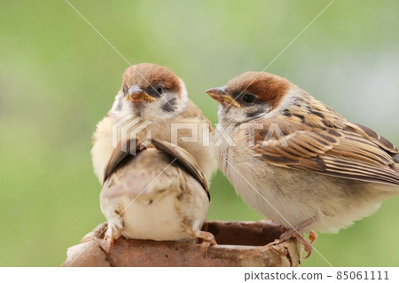 Parents and children of sparrows, chicks that have just left the nest, get food from their parents Parents and children of sparrows, chicks that have just left the nest, get food from their parents 85061111