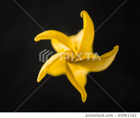 Studio shot of flower on a black background. For design. Nature. Studio shot of flower on a black background. For design. Nature. 85061162