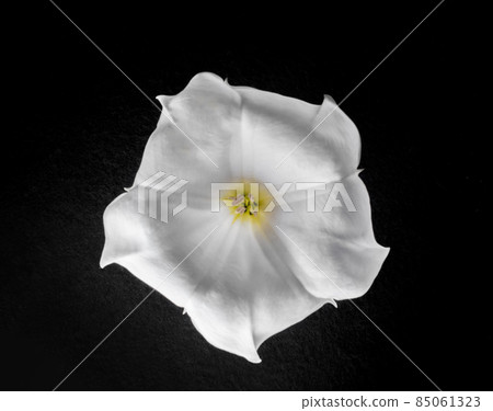Top view of a flower on black background. On black background. Top view of a flower on black background. On black background. 85061323