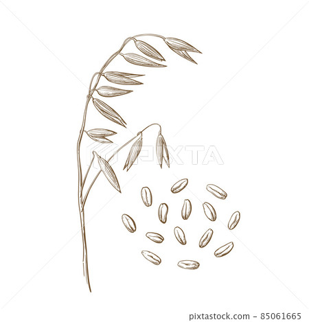 Oat spica and grains Oat spica and grains 85061665
