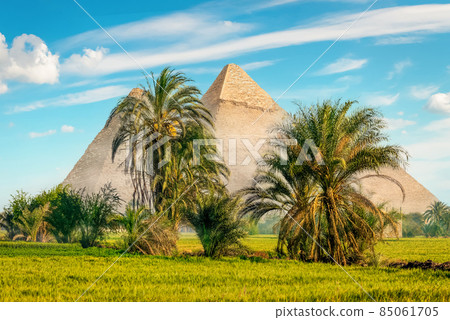 The pyramids in a green field 85061705