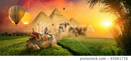 Field and camel Field and camel 85061716
