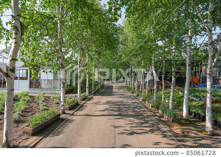 [Nakafurano-cho, Hokkaido] Farm Tomita's birch trees in July 85061728
