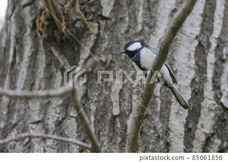 Familiar wild bird great tit with a cute chest tie 85061856