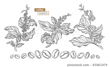 Vector set of coffee tree branch 85061974