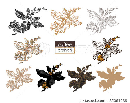 Vector set of coffee tree branch - Stock Illustration [85061988] - PIXTA
