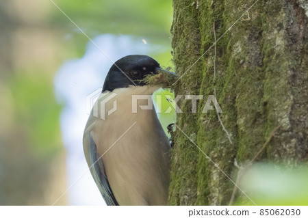 只有在日本東部才能看到的頭盔般的頭巾 只有在日本東部才能看到的頭盔般的頭巾 85062030