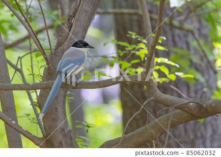 只有在日本東部才能看到的頭盔般的頭巾 只有在日本東部才能看到的頭盔般的頭巾 85062032