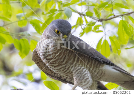 A small bird of prey, the Japanese sparrowhawk, which has been used for falconry in recent years. 85062201