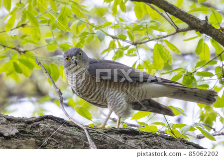A small bird of prey, the Japanese sparrowhawk, which has been used for falconry in recent years. 85062202
