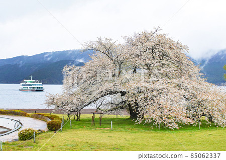 Kanagawa Prefecture Hakone / Lake Ashi "Lakeside One Cherry Blossom" Kanagawa Prefecture Hakone / Lake Ashi "Lakeside One Cherry Blossom" 85062337