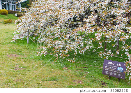 神奈川縣箱根/蘆之湖“湖畔一號櫻花” 神奈川縣箱根/蘆之湖“湖畔一號櫻花” 85062338