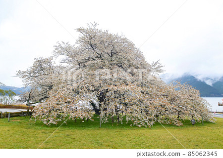 Kanagawa Prefecture Hakone / Lake Ashi "Lakeside One Cherry Blossom" Kanagawa Prefecture Hakone / Lake Ashi "Lakeside One Cherry Blossom" 85062345