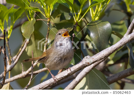 Warbler, a spring warbler that does not show up easily 85062463