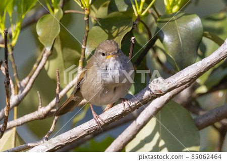 Warbler, a spring warbler that does not show up easily 85062464
