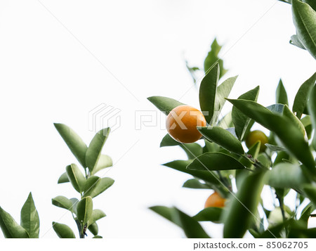 金橘 金橘 85062705