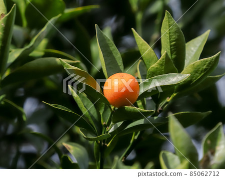 Kumquat Kumquat 85062712