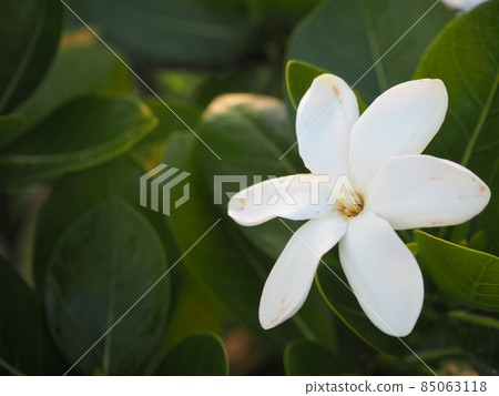 Tiare blooming on Moorea 85063118