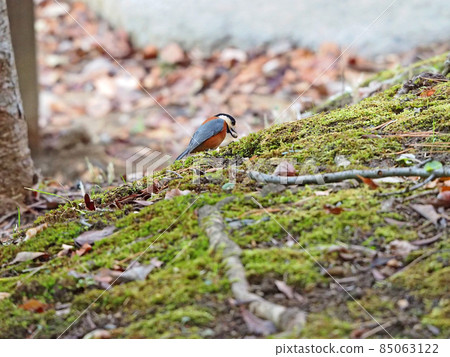 變異的山雀，一種將蝦虎魚儲存在樹幹中的鳥 85063122