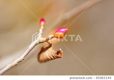 Flower buds of corylopsis spicum, deciduous broad-leaved shrub waiting for spring 85063144
