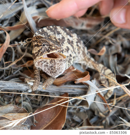 Wild chameleon sitting on a ground reacts to a human hand, looks surprised with open mouth 85063306