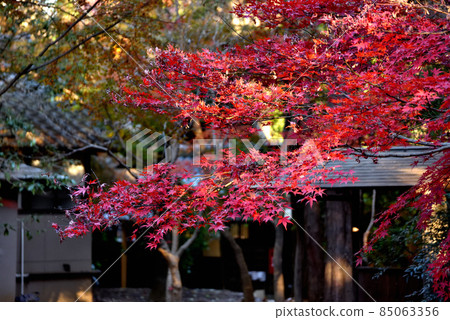 Autumn leaves in autumn 85063356