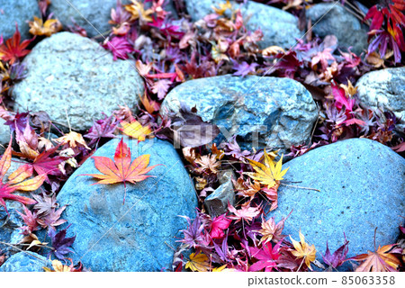 Fallen leaves  85063358