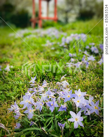 Garlic chives in the field Garlic chives in the field 85063534