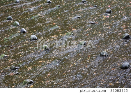 Maples flowing through a stream 85063535