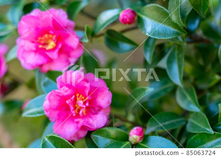 秋天秋天庭院 85063724