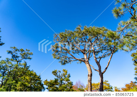 Fall garden of autumn 85063725