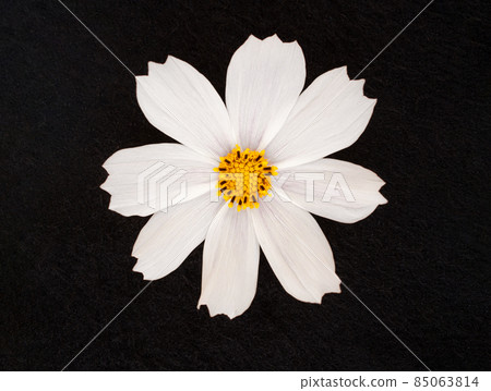 Beautiful flower on a black background. On a dark background. 85063814