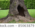 A tree trunk with a cave 85063879