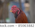 The cock head pose 85063882