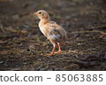The little chick standing alone 85063885