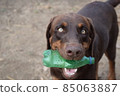 The Dog holding a bottle in the mouth 85063887