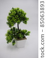 The Bonsai plant in a white pot 85063893