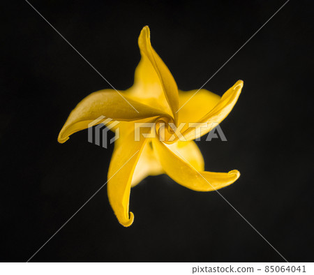 Studio shot of flower on a black background. Macro photo. Studio shot of flower on a black background. Macro photo. 85064041