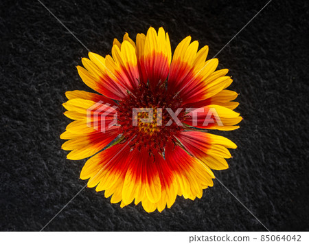 Top view of a flower on black background. Photo from above. Top view of a flower on black background. Photo from above. 85064042